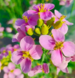 Pink Rapeseed Seeds 100g - Imagen 2