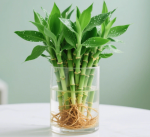 Ten-Piece Set of Ficus Benjamina + Small Bag of Nutrient Solution (Pot Not Included) - Bild 2