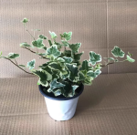 5 ivy plants (15-20 cm) without pots - Bild 2