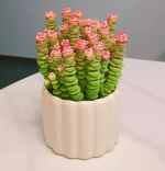 Lucky Money Plant String of Coins (20 stems, pot not included) - Bild 2