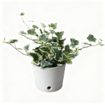 5 Efeupflanzen (15-20 cm) ohne Töpfe