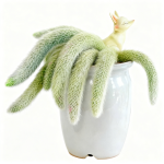 Neunschwänzige Fuchs-Sukkulente (9 Pflanzen, 13-15cm) - Töpfe nicht enthalten