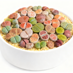 7 Lithops plants, assorted colors (2-3cm)