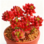 Lucky Bead Old Stock Sukkulente, 15-18 Köpfe (Topf nicht inbegriffen)