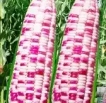 Sweet Sticky Corn Seeds (Approximately 50 Seeds) - Imagen 2