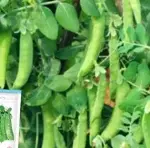 Sweet and crisp sugar snap pea seeds Approximately 45 seeds Shriveled Low starch content - 画像2