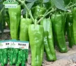 Thin-skinned pickled chili seeds, approximately 100 seeds (Heat Level ★) - Imagen 2