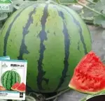 Qilin Watermelon Seeds 84-24 (Approx. 40 seeds) - Bild 2