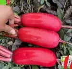 Da Hong Pao Radish Seeds 5g (Approximately 400 seeds) - Bild 2