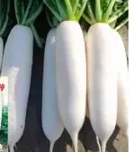 5 grams of white radish seeds (approximately 400 seeds) - Bild 2