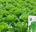 Italian Bolt-Resistant Lettuce Seeds 5g (approx. 4000 seeds) (Fast-Growing) - Bild 2