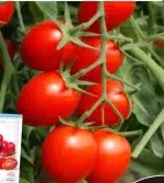 Red Cherry Tomato Seeds, approximately 200 seeds - Imagen 2