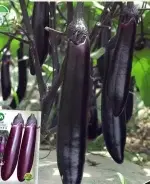 Purple Long Eggplant and Black Long Eggplant Seeds (Approximately 300 seeds) - Imagen 2
