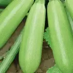 Early Green Zucchini Seeds, approximately 30 seeds - 图片 2