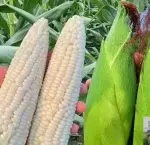 Approximately 50 seeds of sweet white waxy corn - Bild 2