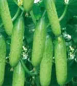 Approximately 50 seeds of fruit cucumber (dry cucumber) - Imagen 2