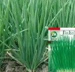 Four-Season Chives Seeds, approximately 5 grams (about 1000 seeds) - Bild 2