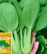 Shanghai Mustard Greens Seeds 10g (2000 Seeds) Fast-Growing - Bild 2