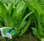 Arugula Seeds 3000 seeds - Imagen 2