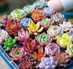6 succulent plants in the image are randomly selected. - 画像2