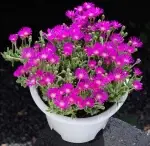 Flowering branch-stemgedun, crown width 15cm, succulent plant (without pot) - 画像2