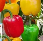 Approximately 80 seeds of multicolored sweet peppers (heat level 0) - Bild 2