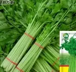 Four Seasons Parsley Seeds 5g (approx. 4000 seeds) (Pre-sprout before sowing) - 图片 2