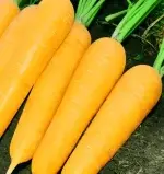 3 grams of Yellow Carrot Seeds (approximately 1,500 seeds) - Bild 2