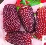 Strawberry Mini Sweet Corn Seeds (approx. 35 seeds) (For both ornamental and edible use) - 图片 2