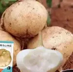 Approximately 50 seeds of Mu Ma Mountain sweet potatoes - Bild 2