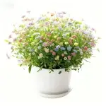 Baby's Breath Planting Kit
