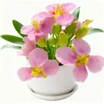 Semillas de Colza Rosa 100g