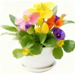 100 g de semillas de colza de colores surtidos