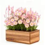 Nachtkerzen-Samen, 380 Samen