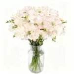 Semillas de jacinto: Cinco semillas de capullos + solución nutritiva