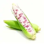 Samen für klebrigen Mais (ca. 50 Samen)