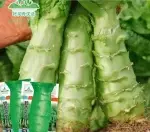 Approximately 2,000 Chinese lettuce seeds - 图片 2