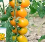 Approximately 200 seeds of yellow cherry tomatoes - Bild 2