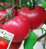 High-yield large tomato seeds, approximately 200 seeds - 图片 2