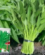 Water Spinach Seeds 10g (approx. 200 seeds) (Thrives in water and fertilizer) - Bild 2