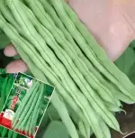 Red Flower Four-Season Bean Trellis Seed Packet (Approx. 25 Seeds) - Imagen 2