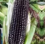 Approximately 50 seeds of sweet black glutinous corn - Bild 2
