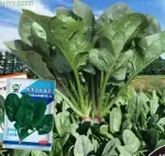 Four Seasons Large-Leaf Spinach Seeds 10g (approx. 1000 seeds) - Imagen 2