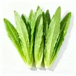 Semillas de rúcula 3000 semillas