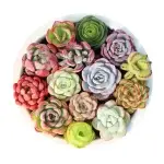 Se seleccionan aleatoriamente 6 plantas suculentas de la imagen.