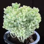 Angel's Tears multi-headed, crown diameter approx. 11cm, succulent plant (without pot) - 图片 2