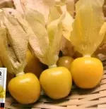 Approximately 500 seeds of yellow lady's slipper orchid - 画像2