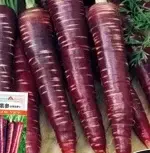 Purple Carrot Fruit Seeds, approximately 1000 seeds - 图片 2