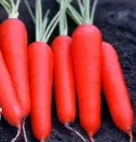 Red Carrot Seeds 4g (approx. 2000 seeds) - 图片 2