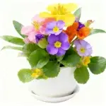 Semillas de colza moradas 100 g